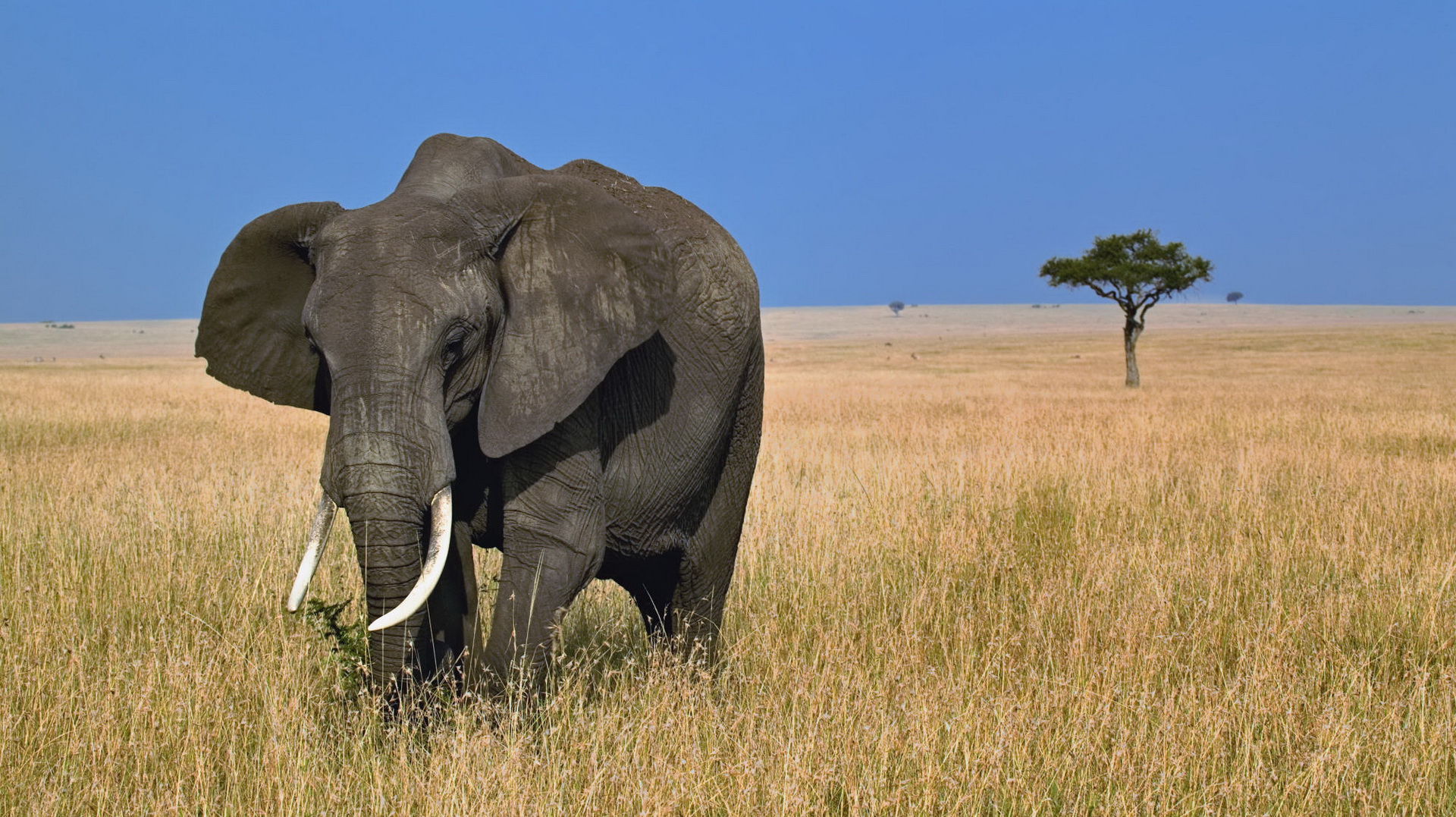 Free Download Cute Animals Picture - The Elephant Walking Alone, Hope It is Not Losing Its Way 1920X1080 free wallpaper download
