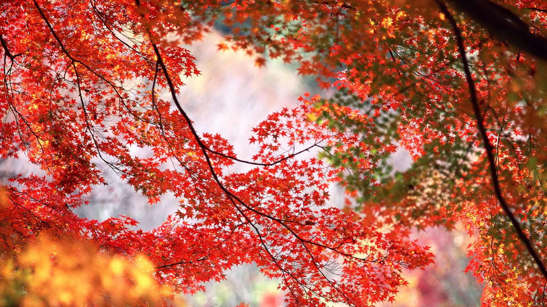 Photos of Natural Scene - Red Maple Trees on Thin Branches, Mere Background, Combines a Great Scene 1920X1080 free wallpaper download