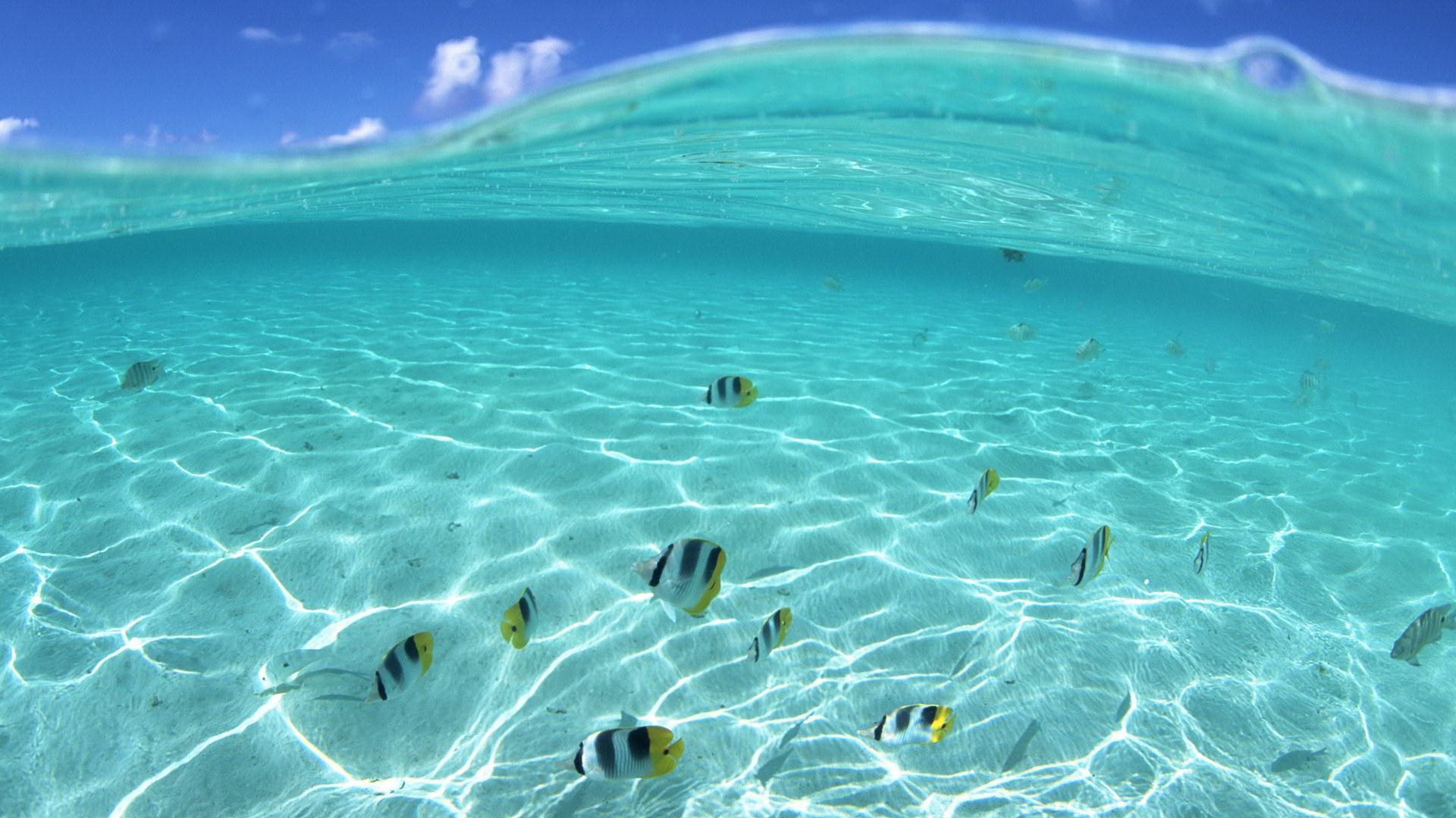 Pics of Clear Sea - The Sea is Incredibly Blue and Clear, You Know Where Sea Fishes Are Going--1920X1080 free wallpaper download