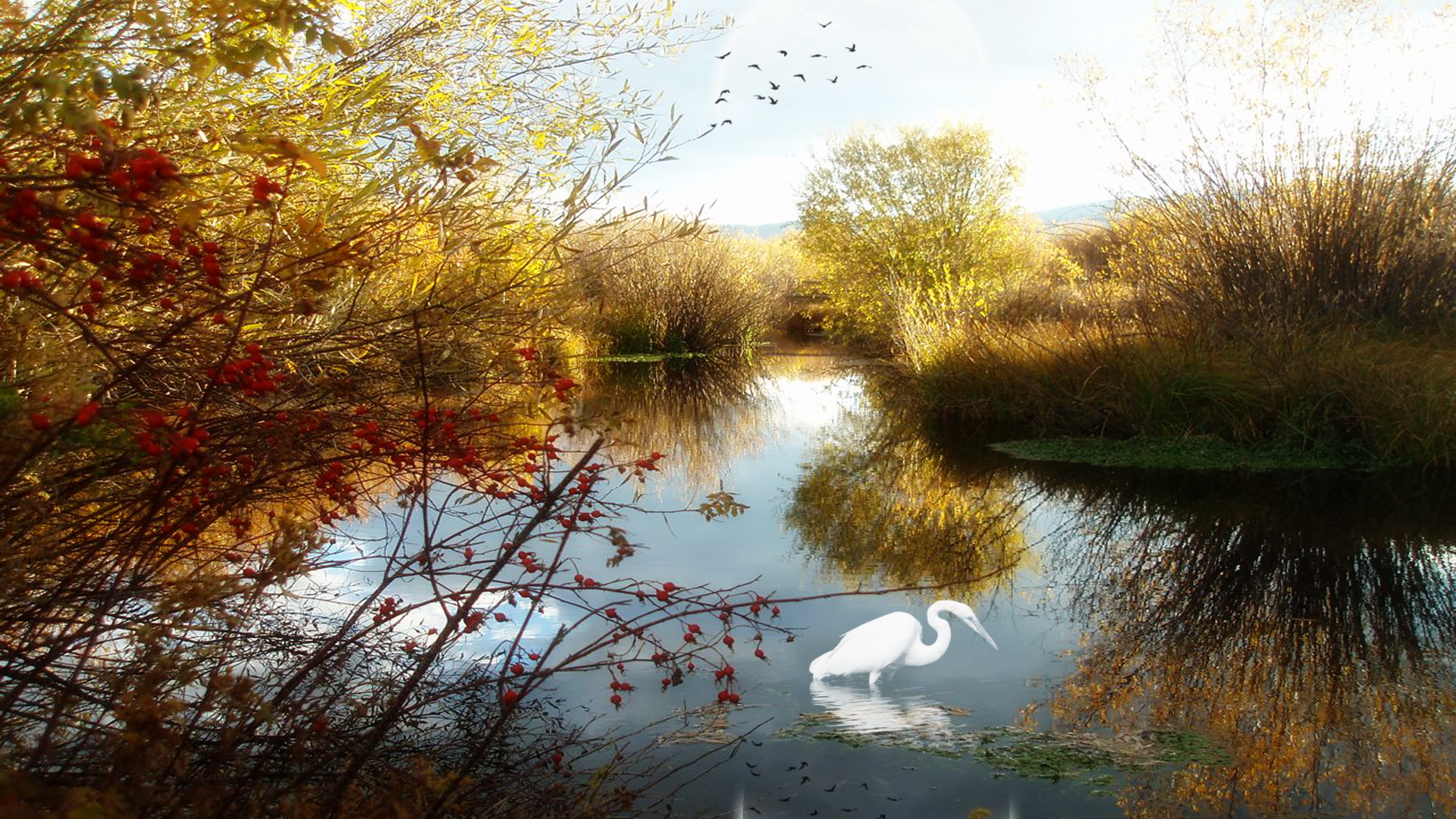 Pics of Natural Scene - The Clear and Blue River, a White Swan Standing in It, Plants Turning Yellow 1920X1080 free wallpaper download