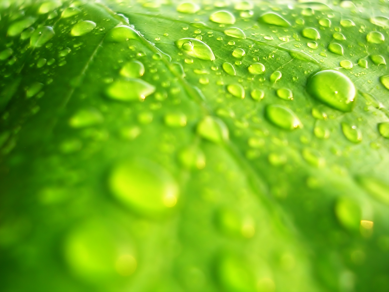 Free Wallpaper Of A High Resolution Photo-a Green Leaf | Free Wallpaper