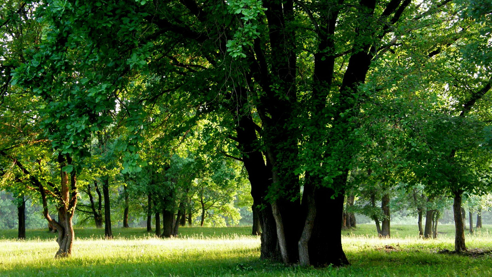 nature images - Tall and Green Trees in Prosperous Growth, Short and Green Grass--1920X1080 free wallpaper download