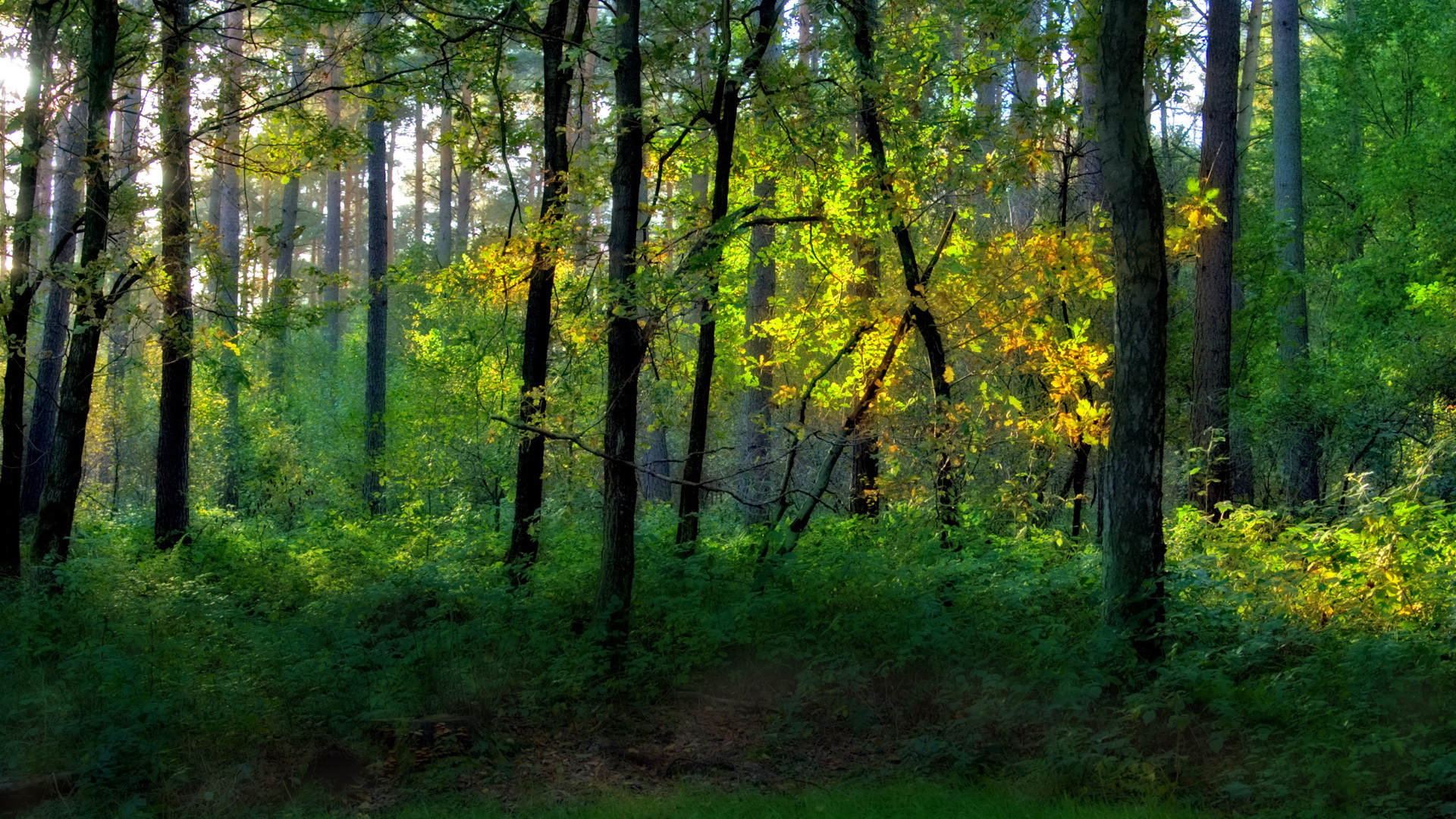 nature scenes - All Tall and Green Trees, Sunlight is Among, Hopeful and Prosperous Scene 1920X1080 free wallpaper download