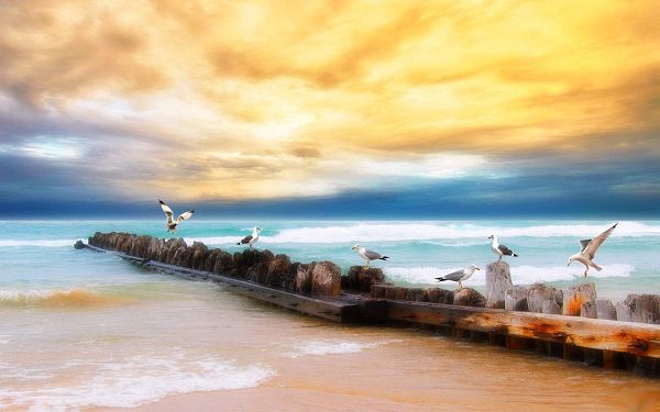 click to free download the wallpaper---5 Sea Gulls Resting by Seaside, Gaining Great Attraction and Popularity - Numerous Sea Gulls HD Wallpaper