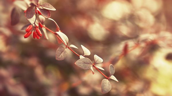 click to free download the wallpaper---A Fruitful Branch in Clean and Clear Style, Good-Looking and Quite a Fit - HD Natural Scenery Wallpaper