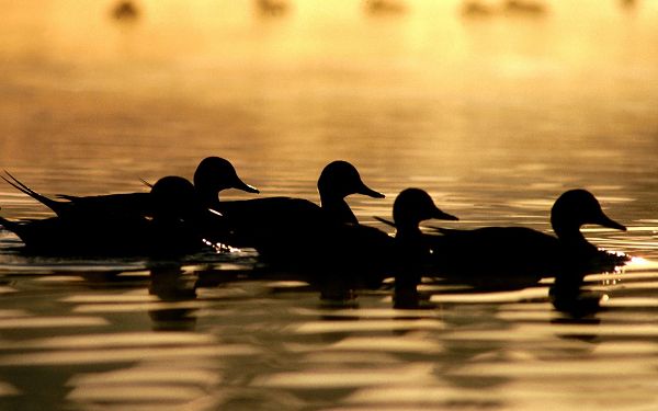 A Group of Ducks Swimming in River, Causing Ripples, Sunlight Has Painted the Water Orange - Widescreen Duck Wallpaper