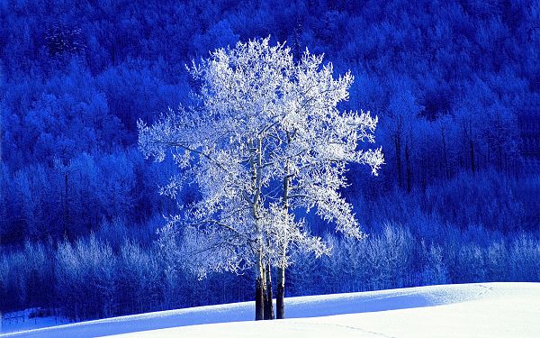 click to free download the wallpaper--A Heavy Snow Has Fallen, Trees Are Beautifully Decorated, No One is Leaving Footsteps, a Peaceful Scene - HD Natural Scenery Wallpaper