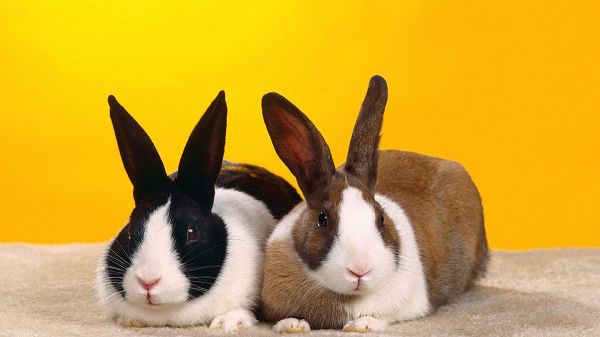 click to free download the wallpaper---A Pair of Rabbits, Must be Close in Relationship, in Same Body Figure, Pose and Facial Expression - Cute Rabbits HD Wallpaper