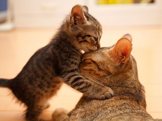 click to free download the wallpaper--Adorable Cats, Tender Moment Between Mummy Cat And Her Kitten
