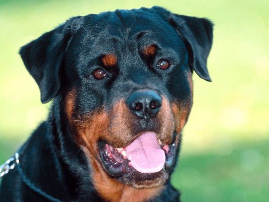 click to free download the wallpaper--Adorable Rottweiler Rottweiler