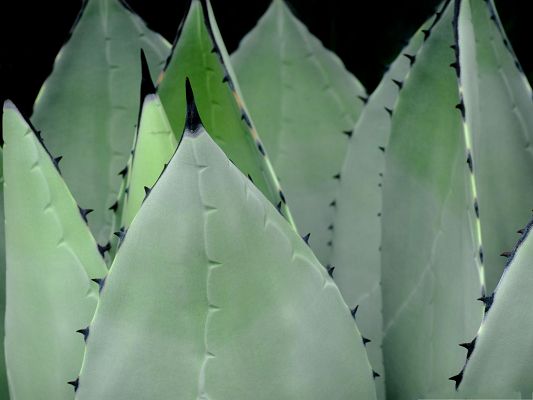 click to free download the wallpaper--Agave Plant Photography, Barbed Green Plant, Be Careful with It!
