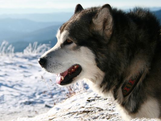 click to free download the wallpaper--Alaskan Malamute Dog, Puppy Walking in Ice, Not Cold At All