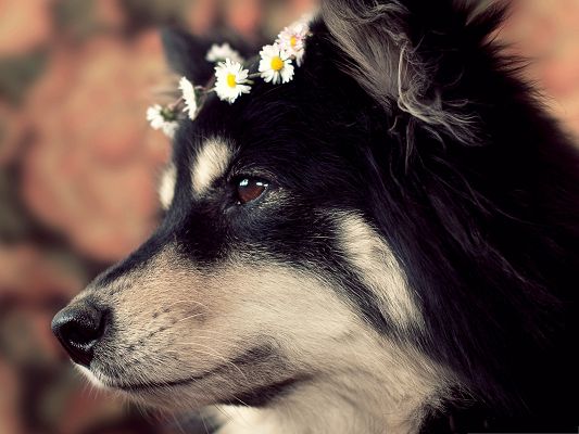 click to free download the wallpaper--Alaskan Malamute Dog, Puppy with Flowers on the Head, Sweet Master