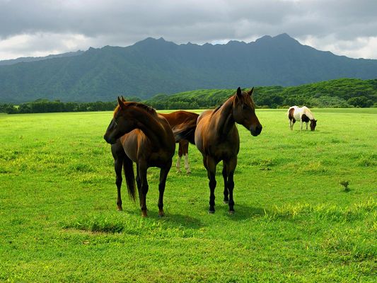 click to free download the wallpaper--Amazing Animal Pics, Horses on Green Grass, High Mountains as Background
