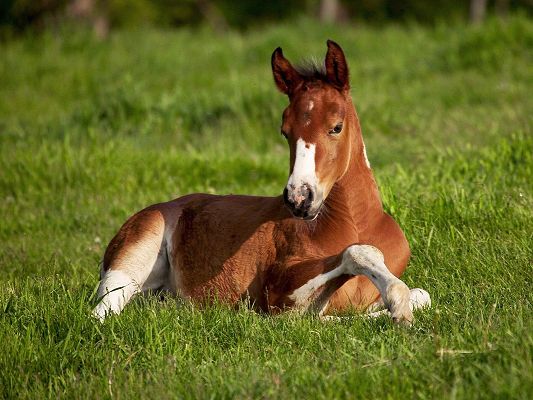 click to free download the wallpaper--Amazing Animals Post, Beautiful Horse Lying on Green Grass, Gentle Eyesight