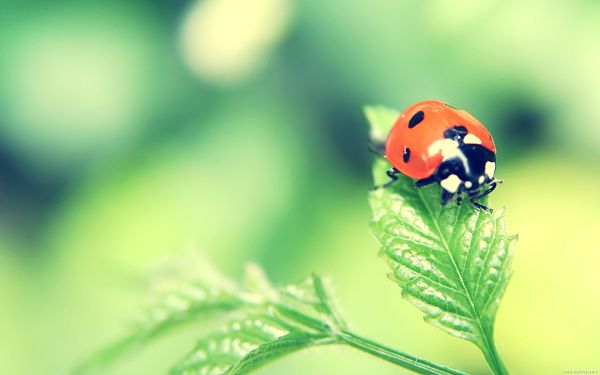Amazing Flowers Wallpaper, Insect on Green Leaves, Nature Landscape