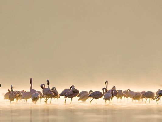 click to free download the wallpaper--Amazing Image of Animals, a Group of Flamingos in the Sea, Bathing and Playing