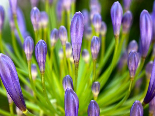 click to free download the wallpaper--Amazing Image of Nature Landscape, Purple Spring Flowers and Green Leaves, Quite a Contrast!