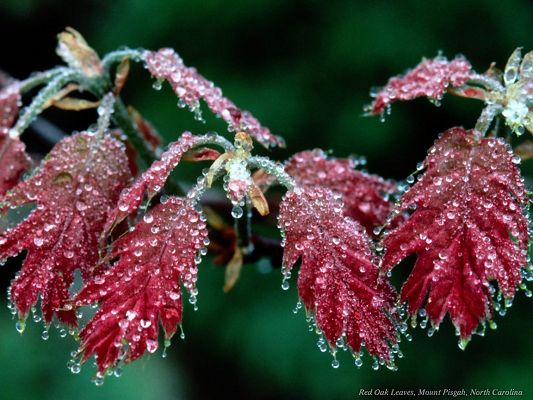 click to free download the wallpaper--Amazing Image of Nature Landscape, Red Oak Leaves on Green Background, Ice All Over