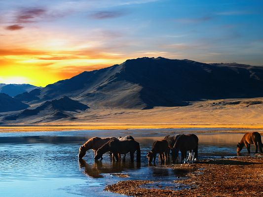 click to free download the wallpaper--Amazing Images of Animal, Horses Lowering Down, Drinking by the Sea