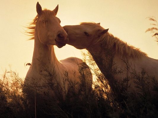 click to free download the wallpaper--Amazing Images of Animal, Two Horses in Love, Close and Kissing Each Other