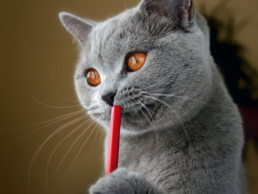 click to free download the wallpaper--Amazing Kitty Post, Gray Cat in Red Chopstick, Has No Idea What to Pick Up