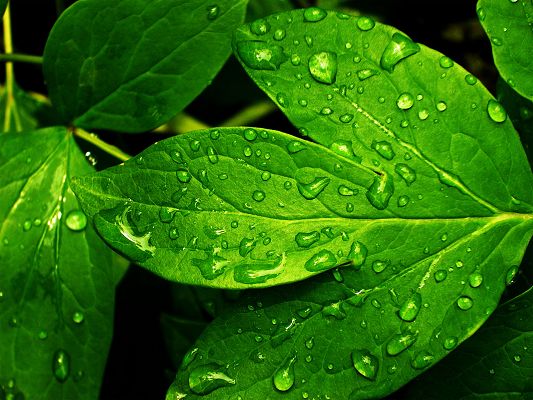 click to free download the wallpaper--Amazing Landscape of Nature, Green Leaves, Waterdrops on, Fresh and Clean Scene