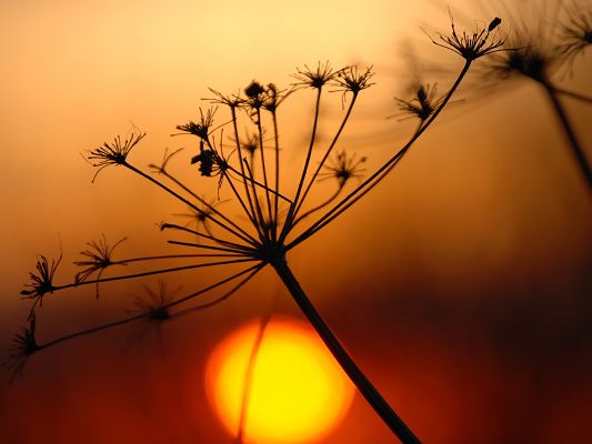 click to free download the wallpaper--Amazing Landscape of Nature, a Little Plant Under the Setting Sun, Dusk Scene