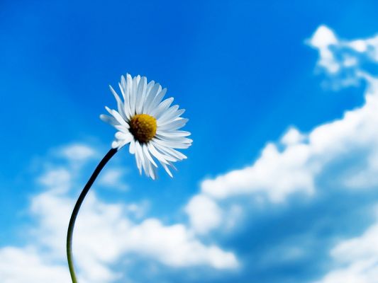 Amazing Landscape of Nature, the Rising Flower, the Blue Sky, Quite an Optimist!