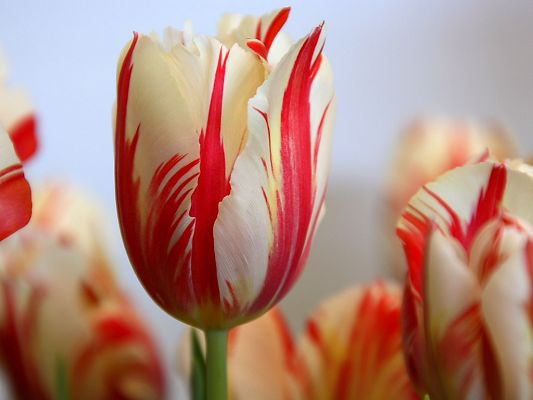click to free download the wallpaper--Amazing Landscape with Flowers, Red Striped Tulip Under the White Background