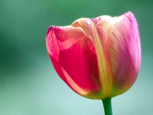 click to free download the wallpaper--Amazing Landscape with Flowers, a Pink Tulip on Green Background, Incredible Look