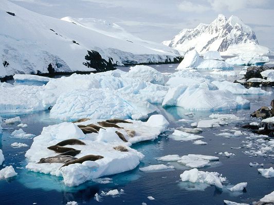 click to free download the wallpaper--Amazing Nature Landscape Image, Seals on Island, Afloat Ice, Taking a Rest