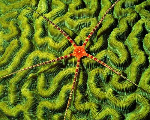 click to free download the wallpaper--Amazing Nature Landscape Images, Sea Star on Green Plants, Meant for Each Other