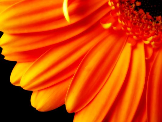 click to free download the wallpaper--Amazing Pic of Nature Landscape, Orange Flower Petals, Fully Stretched, Incredible Look