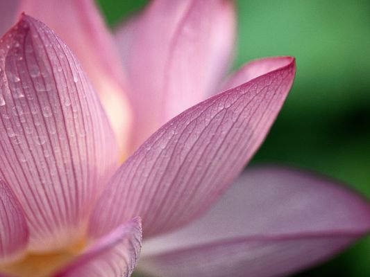 click to free download the wallpaper--Amazing Pics of Nature Landscape, a Pink Lotus, Waterdrops Still on, Fresh and Clean