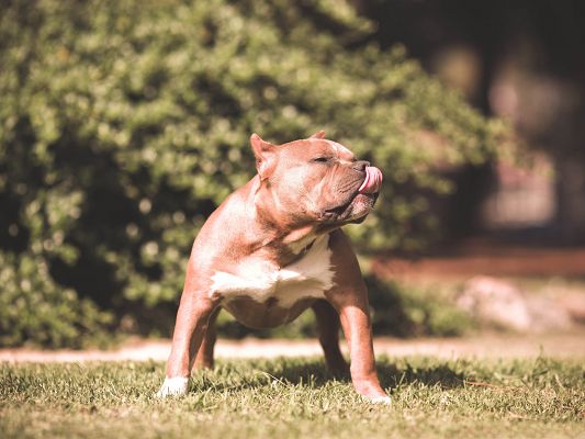 click to free download the wallpaper--American Staffordshire Terrier, Beautiful Puppy in Appealing Pose