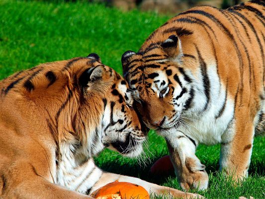 click to free download the wallpaper--Amur Tigers Pic, Two Close Tigers, Lying on Green Grass, Great Look