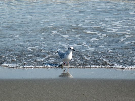 click to free download the wallpaper--Anzali Bird Picture, White Bird Walking in the Sea, Great Scenery