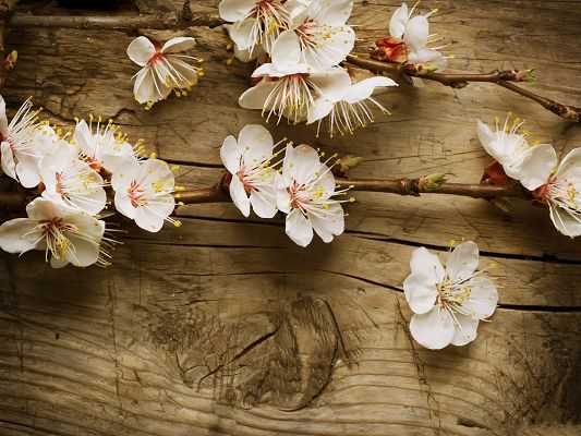 click to free download the wallpaper--Apple Flowers Image, Tiny White Flowers on Wood, Amazing Scenery