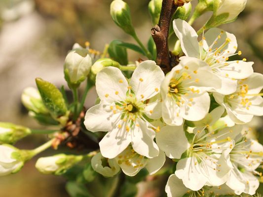click to free download the wallpaper--Apple Flowers Picture, White Tiny Flowers in Bloom, Amazing Scenery