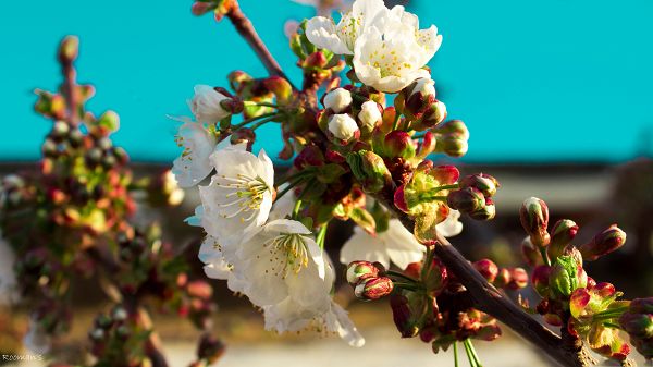 click to free download the wallpaper--Apple Tree Flowers, Little Blooming Flower, White and Pure