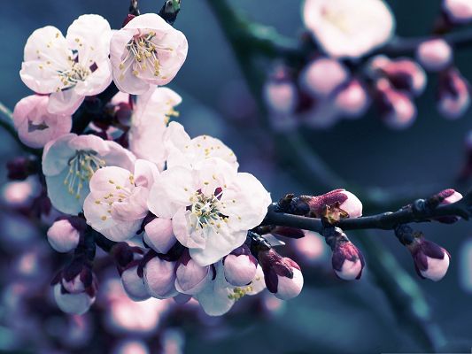 click to free download the wallpaper--Apricot Flowers Picture, Pink Blooming Flowers on Black Background