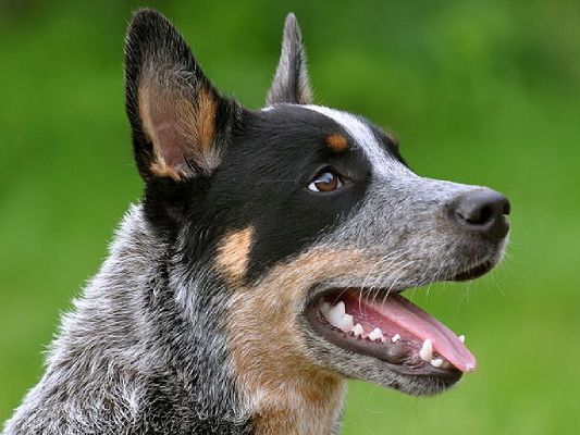 click to free download the wallpaper--Australian Cattle Dog Pictures, Mouth Half Open, Sharp Teeth, Are You Scared?