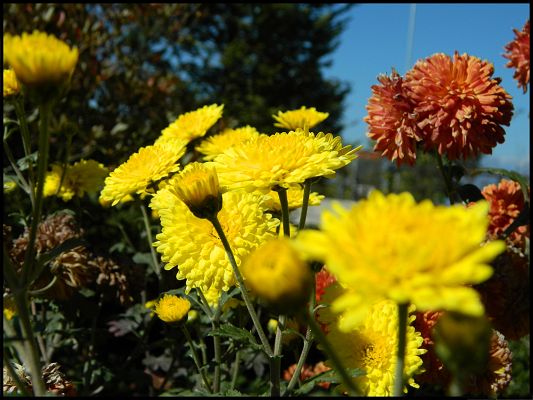 click to free download the wallpaper--Autumn Flowers Picture, Colorful Flowers in Bloom, Under the Blue Sky