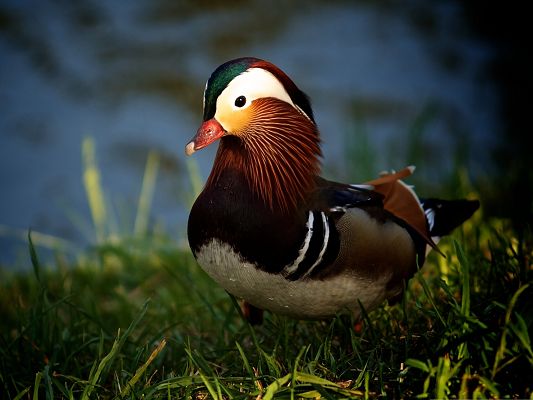 click to free download the wallpaper--Baby Animals Cute - Mandarin Duck Walking on Grass, Shake Your Body and Be Water Free