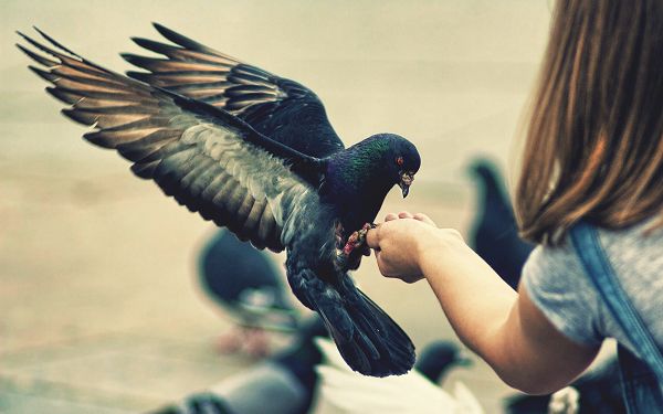 click to free download the wallpaper--Baby Girl in Great Relationship with Her Bird, They Are Not Afraid of Each Other, What a Harmony! - HD Natural Scenery Wallpaper