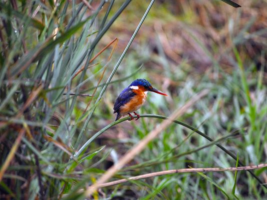 click to free download the wallpaper--Baby Kingfisher Wallpaper, Cute Bird Standing on  Green Grass, Unbelieveable!