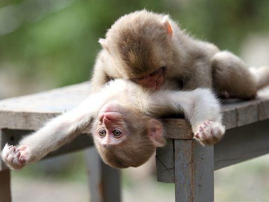 click to free download the wallpaper--Baby Monkeys Picture, Cute Monkey Playing with Each Other, Close Relationship