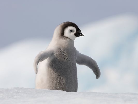 click to free download the wallpaper--Baby Penguin Pictures, Cute Penguin Left Alone, Finding Your Parents?