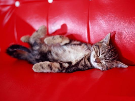 click to free download the wallpaper--Baby Pussy Cat Image, Sleeping on Red Sofa, Wish It Sound Sleep